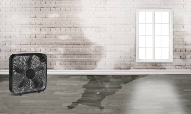 Best Professional water damage repair  in Lake Isabella, MI